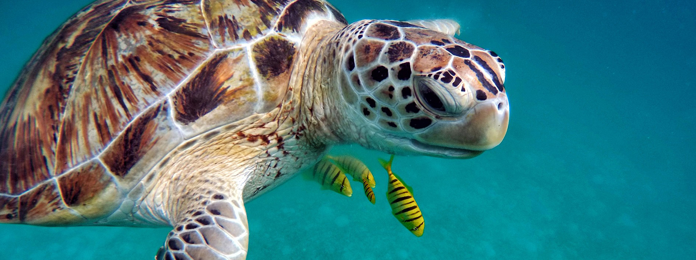 turtle swimming