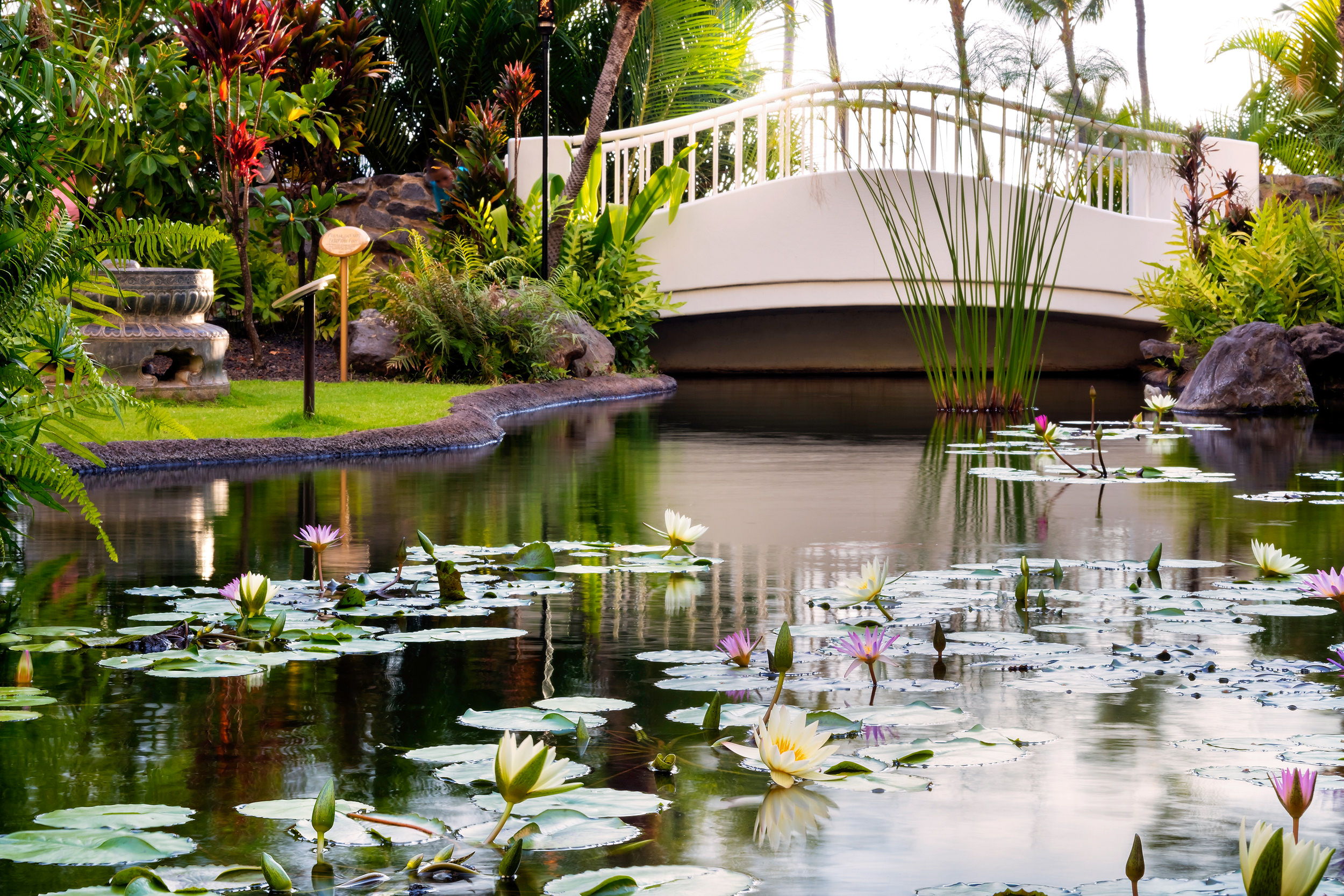 pond with lily pads
