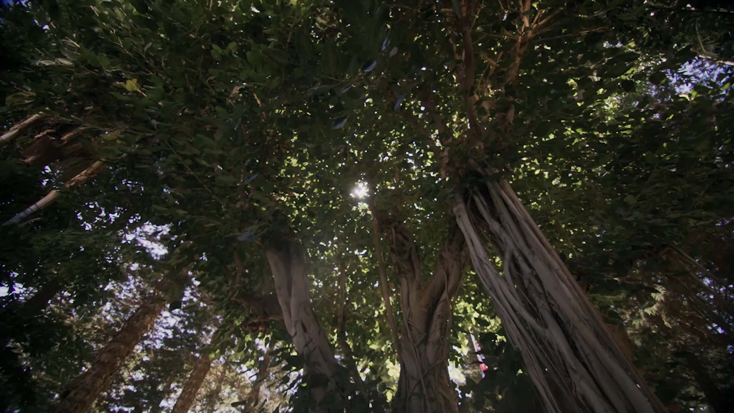 trees