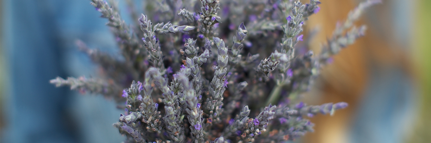 bushel of lavender