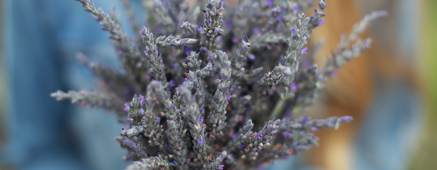 bushel of lavender