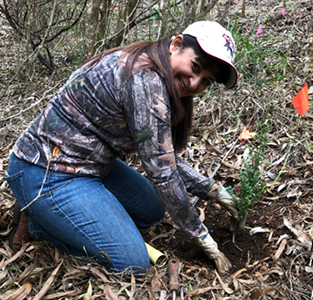 woman planting a tree