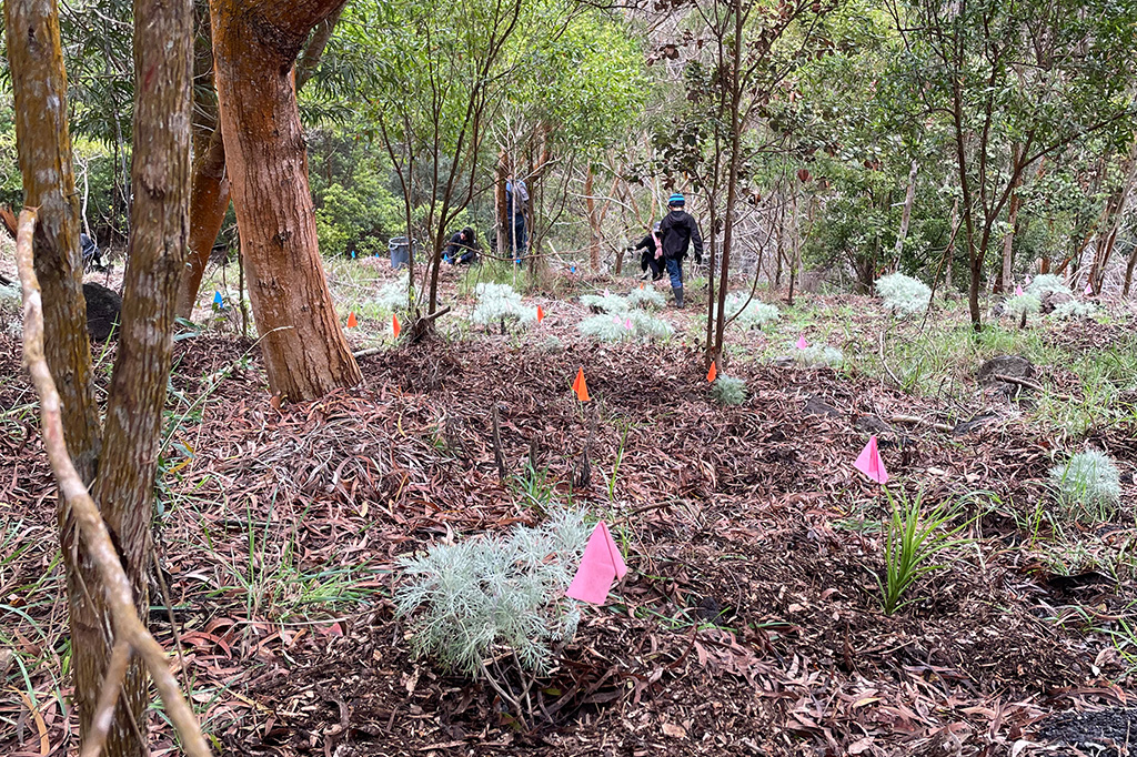 flagged plants in the forest