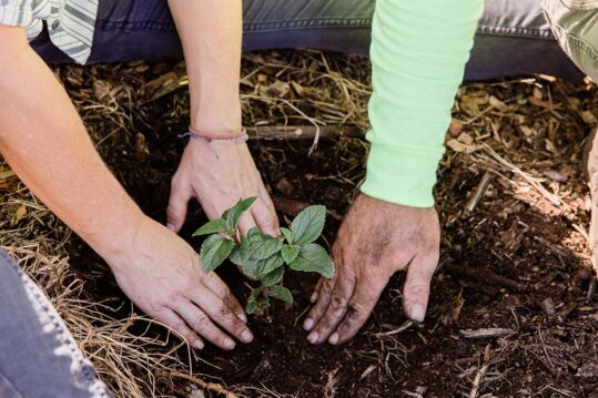 two people planting a tree