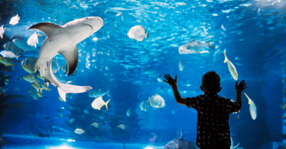 a child looking at a shark in an aquarium