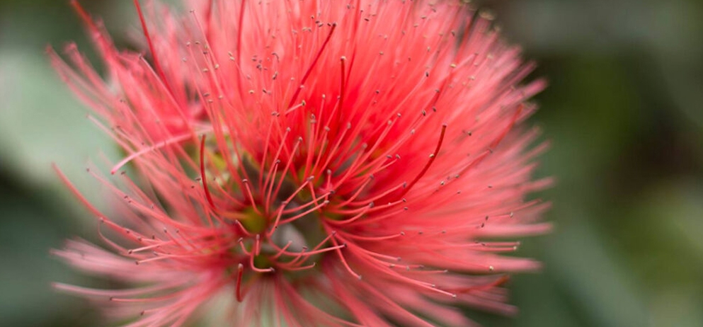 close up of a flower