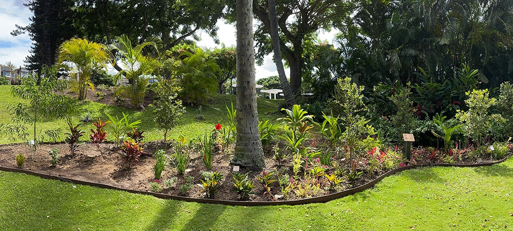 plants in a garden