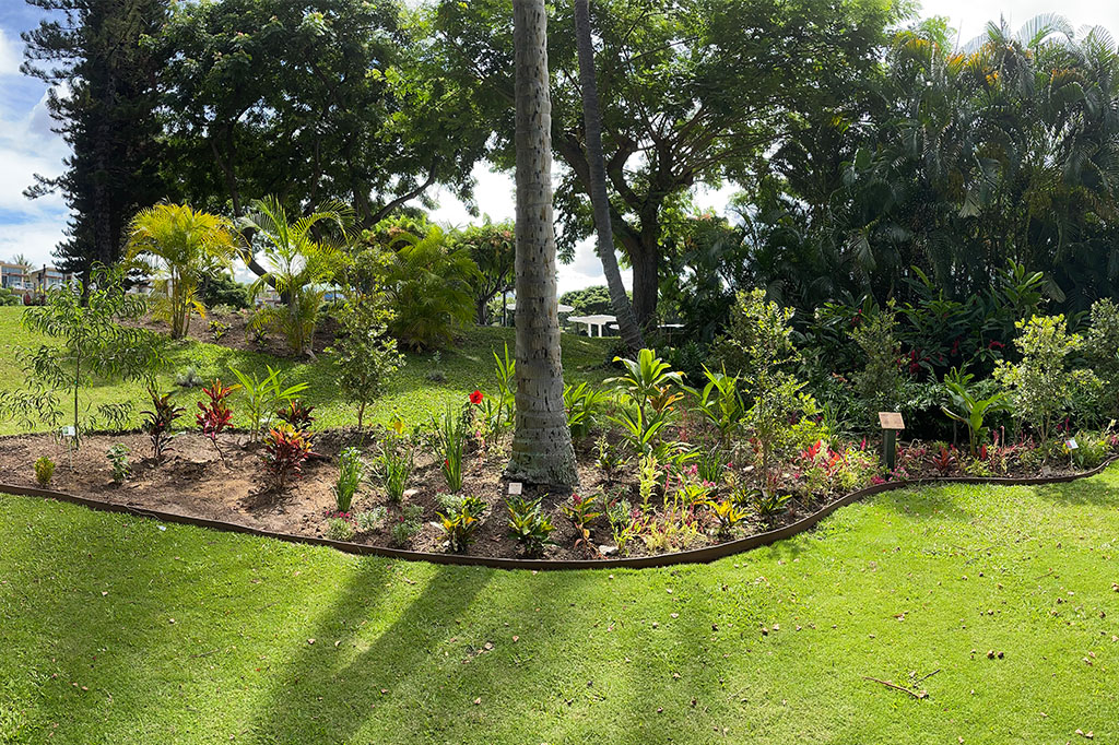 plants in a garden