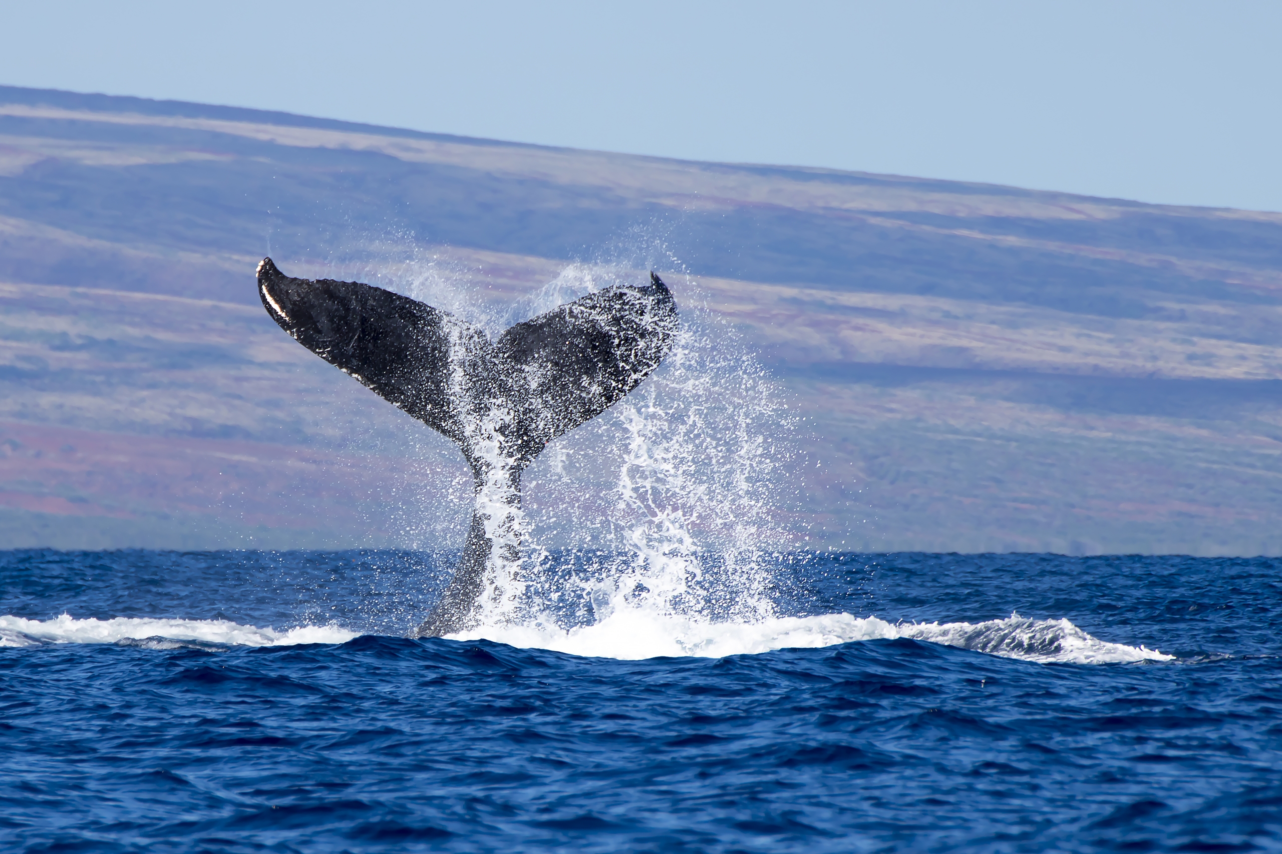 Humpback Whale Watching Maui Hawaii